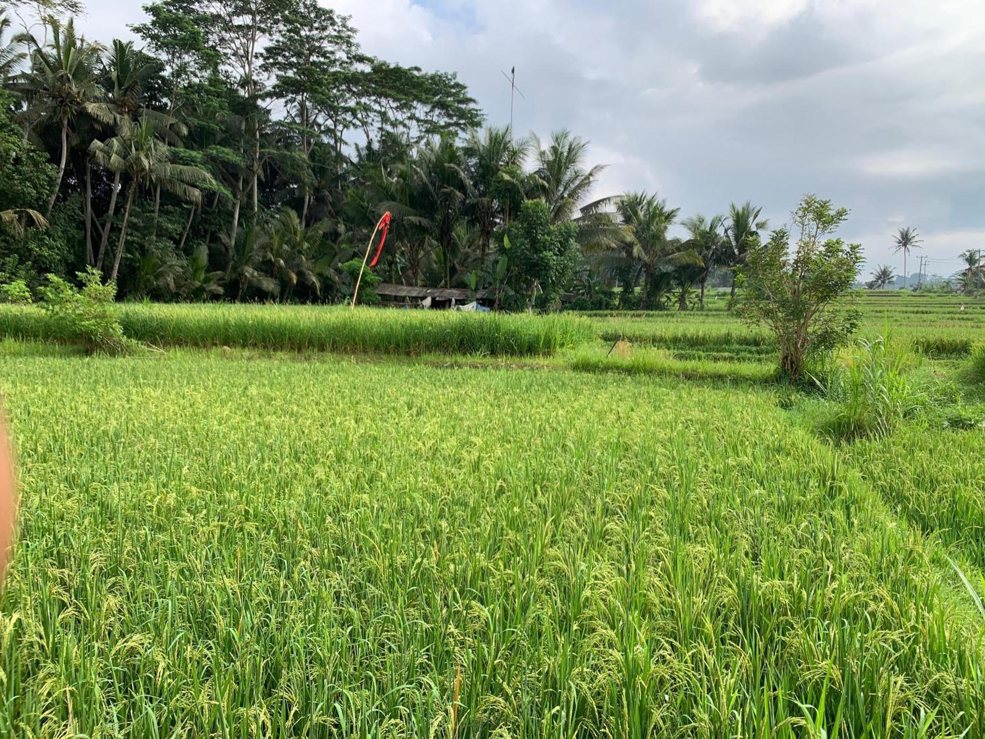 Adi Laxmi Villa Ubud Экстерьер фото