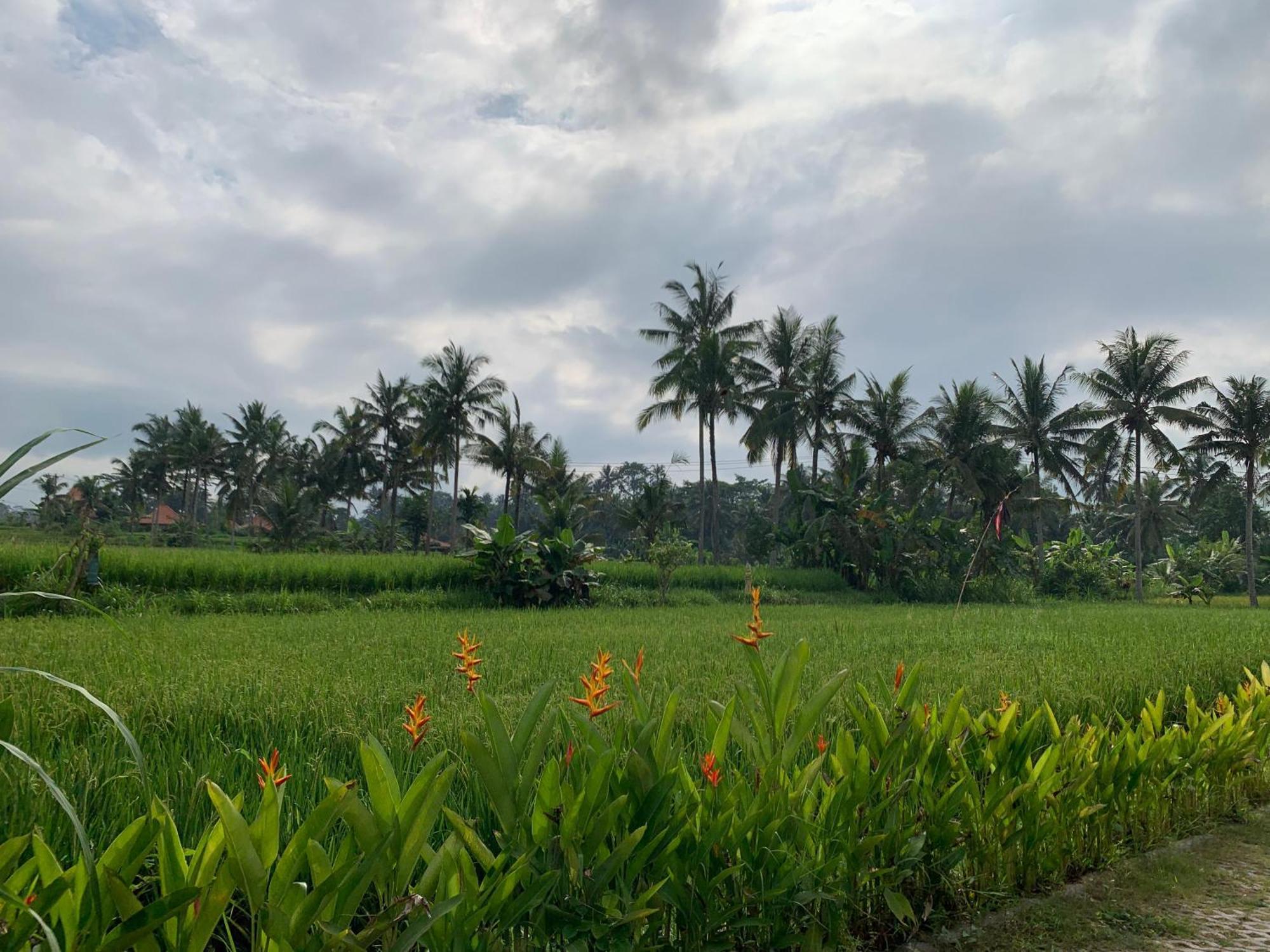 Adi Laxmi Villa Ubud Экстерьер фото